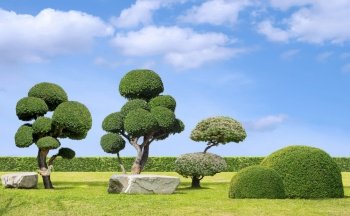 Big streblus asper bonsai with topiary trees and rock seats on green lawn in Japanese garden style against clouds on blue sky background