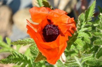 Fantastic up close look at an oriental poppy blossom flowering in a garden.