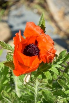 Gorgeous orange oriental poppy in bloom during the summer time.