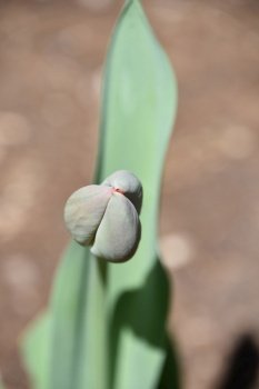 Lone tulip budding in the springtime with the petals closed.