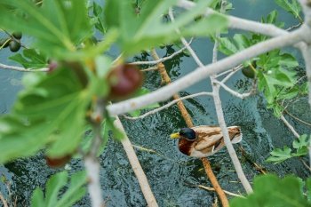 wild duck sits and rests on a branch of a fig tree growing over a mountain stream, sustainable development of agriculture and environmental care