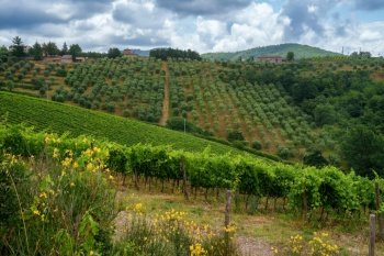Vineyards of Chianti near Gaiole, Siena province, Tuscany, Italy, at summer