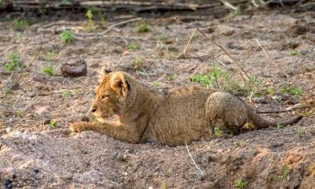 Adorable Lion Cub Lying Down in the Sand of a Riverbed in South Africa