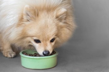 Pomeranian Spitz is eating. Pet dry food in a ceramic green bowl on pastel blue light background with dog paws, fluffy legs. Dog or puppy food. Healthy pet nutrition. Meal, dinner of the dog.