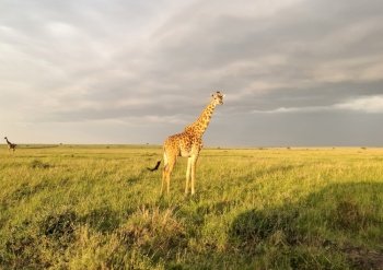 Beautiful giraffe in the wild nature of Africa