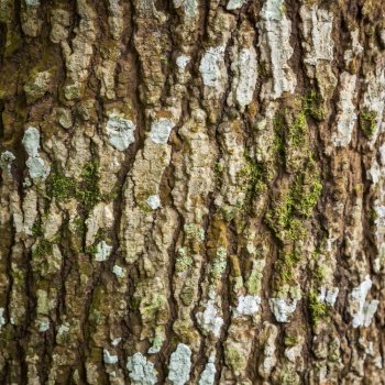 Close up bark tree texture and background