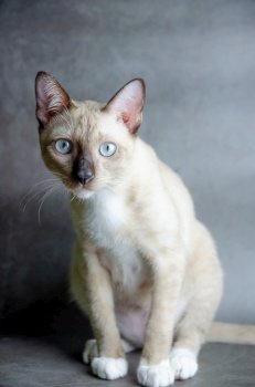 looking portrait of siamese cat on grey background, selective focus