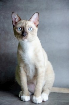 portrait of siamese cat on grey background, selective focus