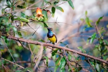 Bird (Olive-backed sunbird, Yellow-bellied sunbird) male yellow color perched on a tree in a nature wild. Bird (Olive-backed sunbird) on tree in nature wild