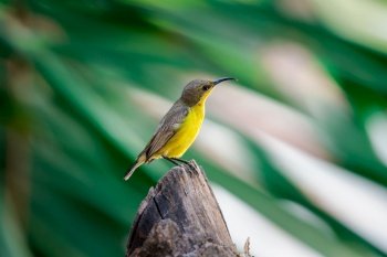 Bird (Olive-backed sunbird, Yellow-bellied sunbird) female yellow color perched on a tree in a nature wild. Bird (Olive-backed sunbird) on tree in nature wild