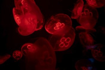 Moon jellyfish underwater with red light over dark background.