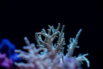 Underwater coral reef tropical sea view.