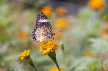 Colorful butterfly are drinking nectar and pollinating yellow-orange flowers in the midst of a flower garden. The beauty of nature’s work.