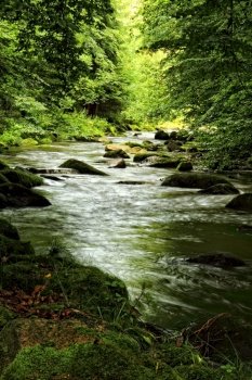 small river in the deep forest (spring in the czech republic)