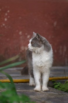 Cats that live outside. Take care of cats living on the street.. Keeping outdoor cat safe. Provide the best environment to keep outdoor cat safe.