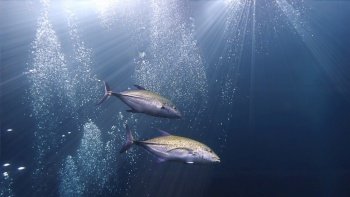 Underwater photography of Golden Trevally fish in the deep blue sea.