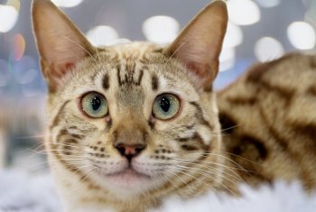 Young exotic bengal cat, short brown hair, close-up portrait. Exotic bengal cat