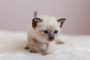 Portrait of a little Siamese kitten with blue eyes, a brown nose and a long mustache. On a soft blanket. Close-up. Selective focus. Place for text. Blurred pink background.