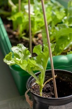 Green lettuce leaves grow in pots with earth on the windowsill. Growing young shoots of lettuce. Sticks stuck. Shallow depth of field. Vertical.