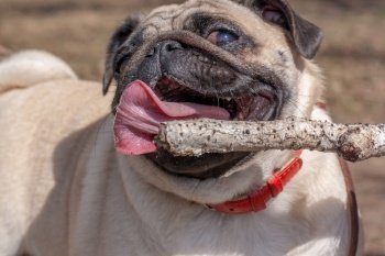Pug’s funny face with open mouth and tongue is trying to grab a stick. Red leather collar. Blurred background. Horizontal.