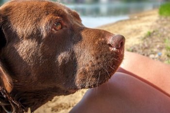 The brown labrador dog faithfully looks at the mistress sitting at her feet. The shore of the lake with sand in the background. Sunny.. The brown labrador dog faithfully looks at the mistress sitting at her feet.