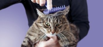 a man combs the fur of his pet gray cat with brush isolated on very peri purple background. banner. a man combs the fur of his pet gray cat with brush isolated on very peri purple background