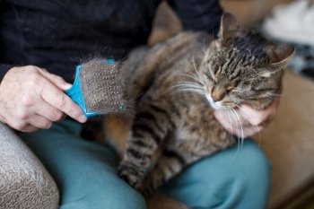 a man combs the fur of his pet gray cat with brush.. a man combs the fur of his pet gray cat with brush