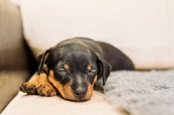 Small Black Miniature Pinscher Zwergpinscher, Min Pin Puppy Dog Sleeping On Floor.