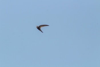 A Black Swift Takes Flight into the Boundless Blue Sky