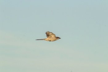 Northern Shrike Soaring Through the Sky