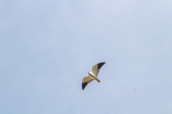 A Black-winged Kite Soaring in the Sky