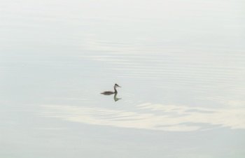 The waterfowl bird Great Crested Grebe swimming in the calm lake.