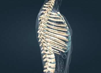 The bones of the rib cage are the thoracic vertebrae, twelve pairs of ribs, and the sternum. 3d illustration. The bones of the rib cage are the thoracic vertebrae, twelve pairs of ribs, and the sternum.
