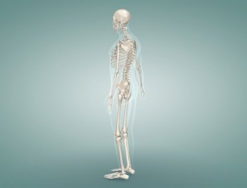 Detailed review of the Male Skeletal System. 3d illustration. Detailed review of the Male Skeletal System