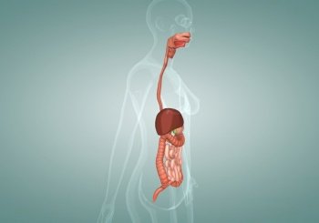 Human digestive system of a female 3d illustration. Human digestive system of a female