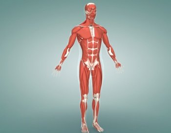 Human Anatomy Muscle System Male. 3d illustration. Human Anatomy Muscle System Male
