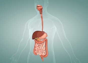 The human digestive system consists of the gastrointestinal tract plus the accessory organs of digestion 3d illustration. The human digestive system consists of the gastrointestinal tract plus the accessory organs of digestion