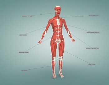 Human Anatomy Muscle System Female. 3d illustration. Human Anatomy Muscle System Female