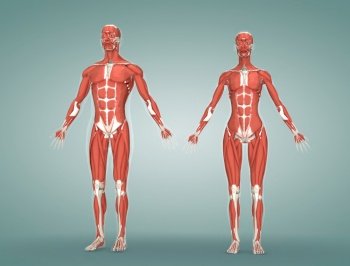Muscles, attached to bones or internal organs and blood vessels, are responsible for movement. Nearly all movement in the body is the result of muscle contraction. 3d illustration. The muscular system is composed of specialized cells called muscle fibers.