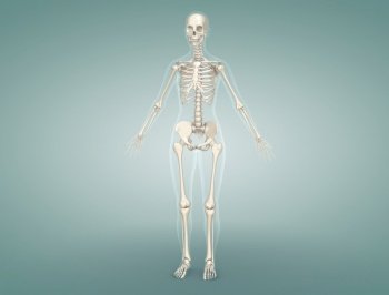 Detailed review of the Female Skeletal System. 3d illustration. Detailed review of the Female Skeletal System