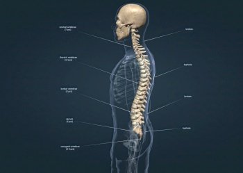 Anatomy of a Normal Spine 3d illustration. Anatomy of a Normal Spine