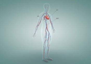 In men, the circulatory system consists of blood vessels that carry blood to the heart. 3d illustration. The circulatory system consists of blood vessels that carry blood to the heart.