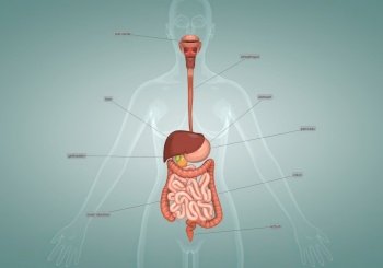 Human digestive system of a female 3d illustration. Human digestive system of a female