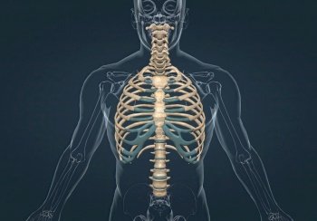The bones of the rib cage are the thoracic vertebrae, twelve pairs of ribs, and the sternum. 3d illustration. The bones of the rib cage are the thoracic vertebrae, twelve pairs of ribs, and the sternum.