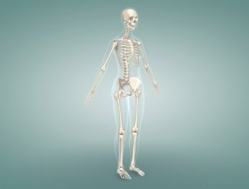 Detailed review of the Female Skeletal System. 3d illustration. Detailed review of the Female Skeletal System