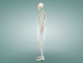 Detailed review of the Male Skeletal System. 3d illustration. Detailed review of the Male Skeletal System