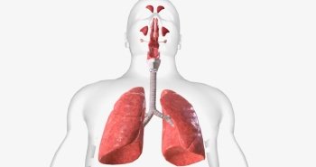 The respiratory system is made of all of the structures that bring oxygen into the body and expel carbon dioxide. 3D rendering. The respiratory system is made of all of the structures that bring oxygen into the body and expel carbon dioxide.