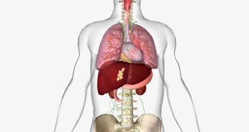 Stage IV cancer often spreads to the lungs, liver, and bones. 3D rendering. Stage IV cancer often spreads to the lungs, liver, and bones.