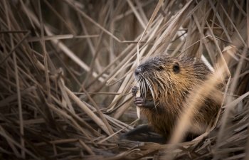 The river nutria is a larger rodent from the nutria family. River nutria sitting shyly by the river.