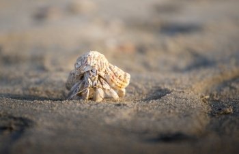 Hermit crab. There are up to 500 species of hermit crabs. They are also often called crayfish. They have a soft bottom, which they hide in the shells of other animals.